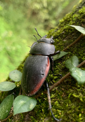 Odontolabis cuvera sinensis