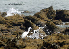 Egretta garzetta