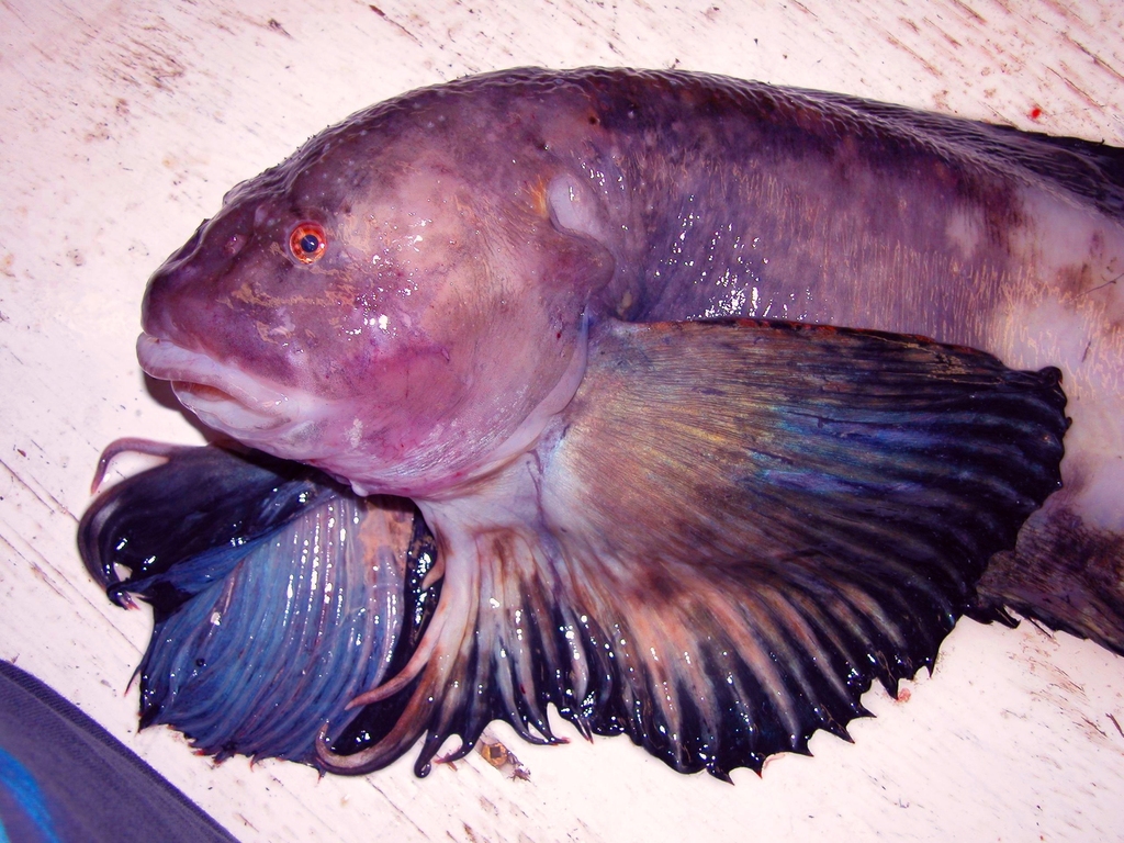 Purity snailfish