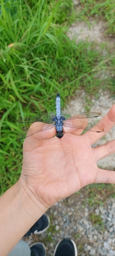 Greater Blue Skimmer
