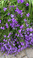 Campanula poscharskyana
