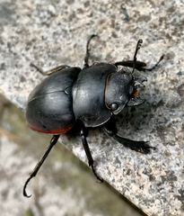 Odontolabis cuvera sinensis