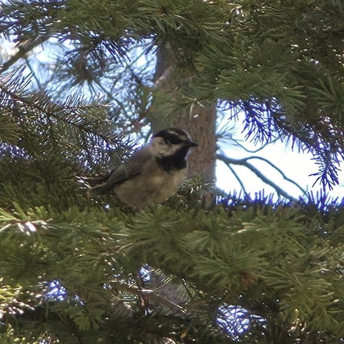 iNaturalist observation photo of Mountain Chickadee