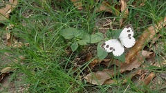 Pieris canidia