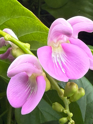 Canavalia cathartica observed 2026-07-31