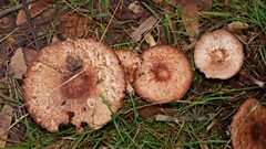 Agaricus austrovinaceus