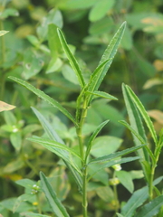 Pseudelephantopus spicatus