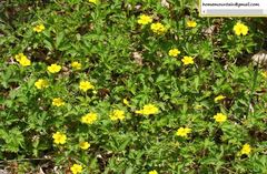 Potentilla flagellaris