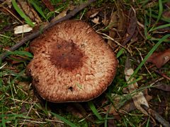 Agaricus austrovinaceus