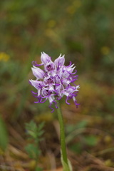 Orchis simia simia
