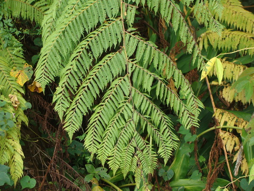 Cyathea costaricensis, photograph 5