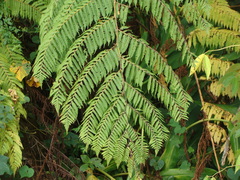 Cyathea costaricensis, photograph (c) Alexis López Hernández, some rights reserved (CC BY)