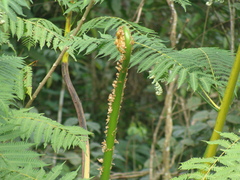 Cyathea costaricensis, photograph (c) Alexis López Hernández, some rights reserved (CC BY)
