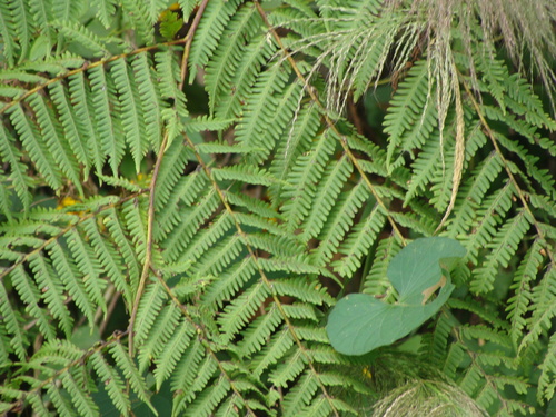 Cyathea costaricensis, photograph 6