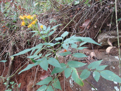 Bidens reptans, photograph 4