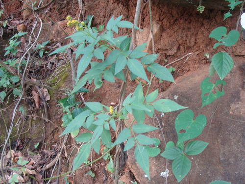 Bidens reptans, photograph 3