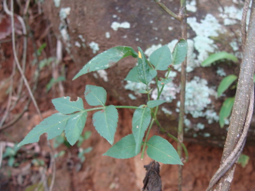 Bidens reptans, photograph 2