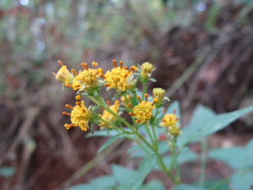 Bidens reptans, photograph 6