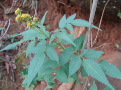 Bidens reptans