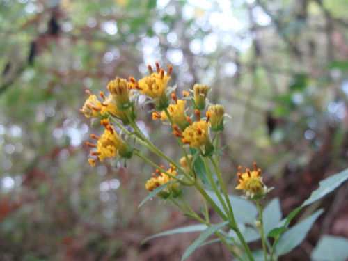 Bidens reptans, photograph 5