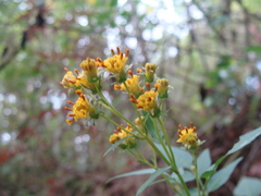 Bidens reptans, photograph (c) Alexis López Hernández, some rights reserved (CC BY)