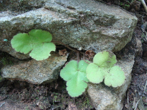 Hemionitis palmata, photograph 4
