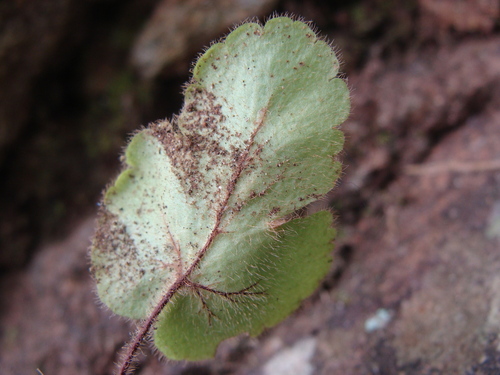 Hemionitis palmata, photograph 2