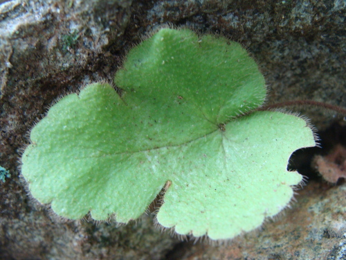 Hemionitis palmata, photograph 6