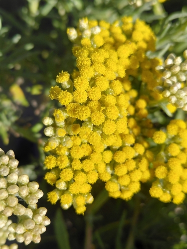 Helichrysum revolutum, photograph 3