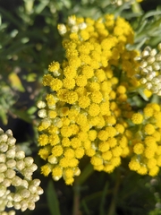 (c) Brian du Preez, some rights reserved (CC BY-SA) Helichrysum revolutum, photograph (c) Brian du Preez, some rights reserved (CC BY-SA)