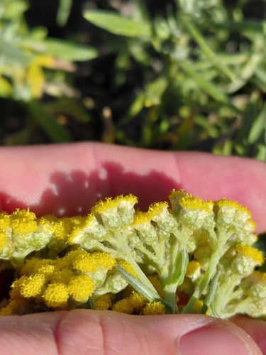 Helichrysum revolutum, photograph 4
