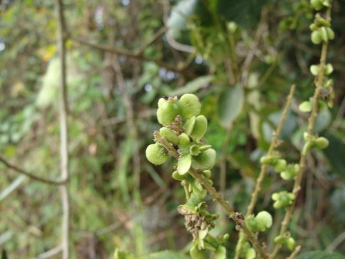 Gouania lupuloides, photograph 6