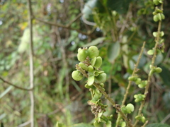 Gouania lupuloides, photograph (c) Alexis López Hernández, some rights reserved (CC BY)