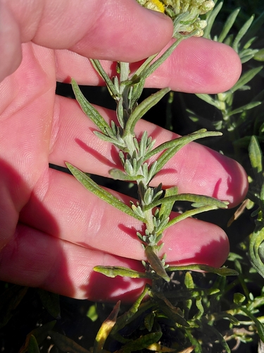 Helichrysum revolutum, photograph 5