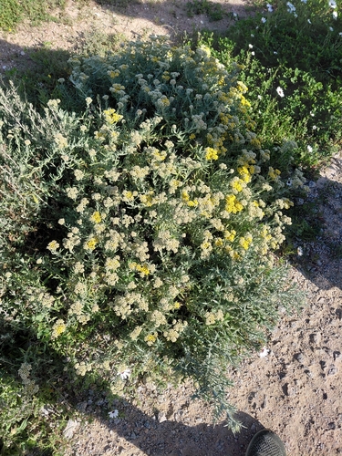 Helichrysum revolutum, photograph 6