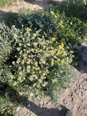 Helichrysum revolutum, photograph (c) Brian du Preez, some rights reserved (CC BY-SA)