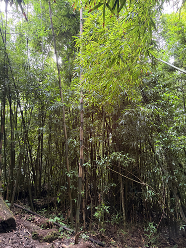 Phyllostachys nigra observed 2026-07-30