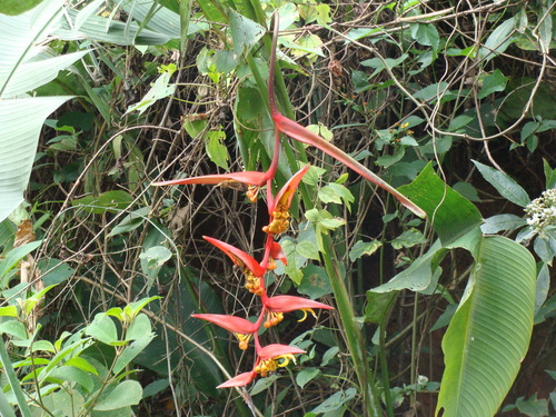 Heliconia collinsiana, photograph 2