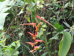 Heliconia collinsiana, photograph (c) Alexis López Hernández, some rights reserved (CC BY)