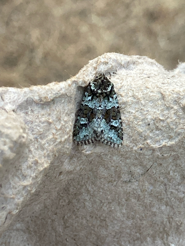 Collared Arches Moth