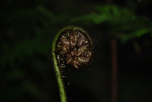 silver fern