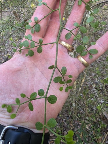 small-Leaved canthium