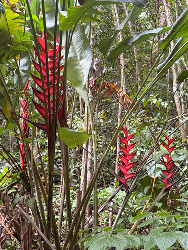 Heliconia bihai observed 2026-07-30