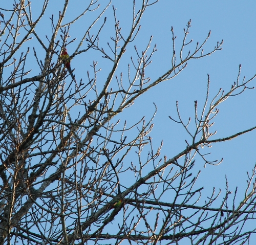 Eastern Rosella