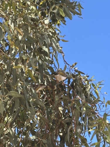 Yellow-throated Miner