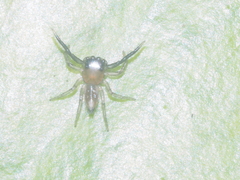 Thiania cupreonitens