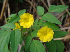 Oxalis frutescens, photograph (c) Alexis López Hernández, some rights reserved (CC BY)