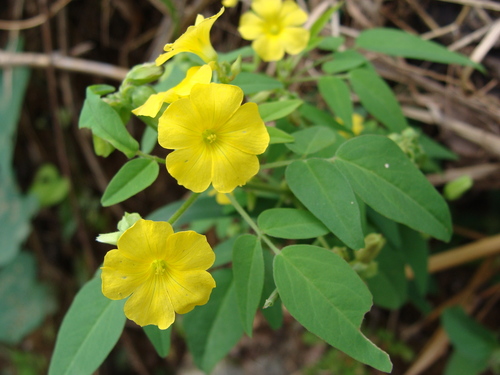 Oxalis frutescens, photograph 3