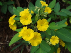 Oxalis frutescens, photograph (c) Alexis López Hernández, some rights reserved (CC BY)
