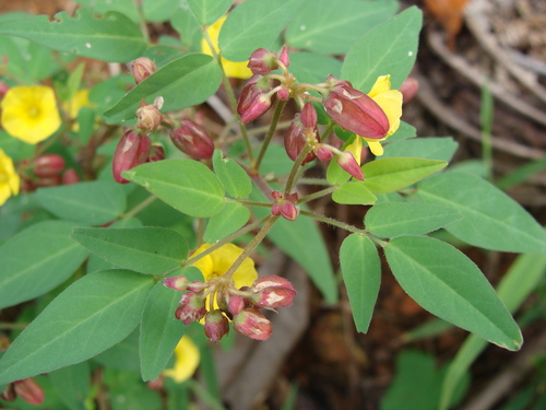 Oxalis frutescens, photograph 1